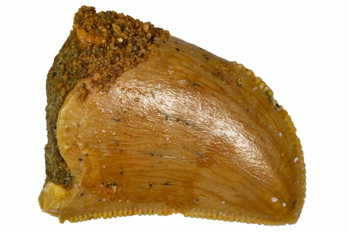 Serrated, Baby Carcharodontosaurus Tooth - Morocco #361029